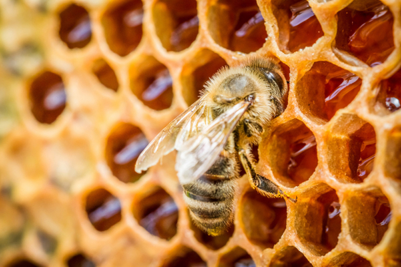 benefits_of_real_honey